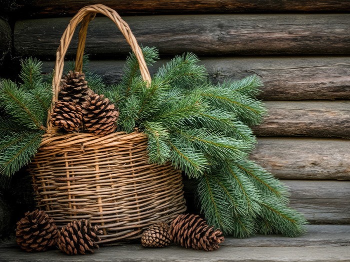 A wicker basket with pine branches and pine cones.